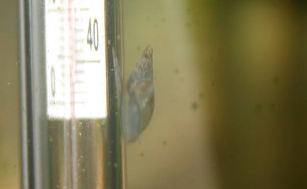 Spitzschlammschnecken