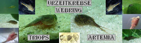 K&ouml;nigstigers Urzeitkrebsewebring