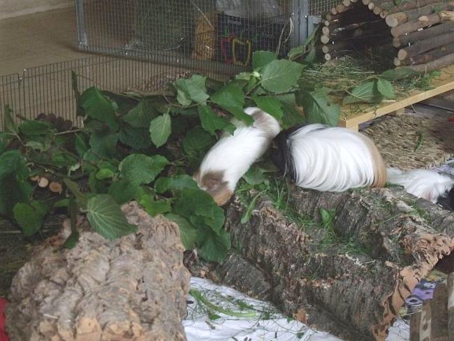 Meerschweinchen Gehege