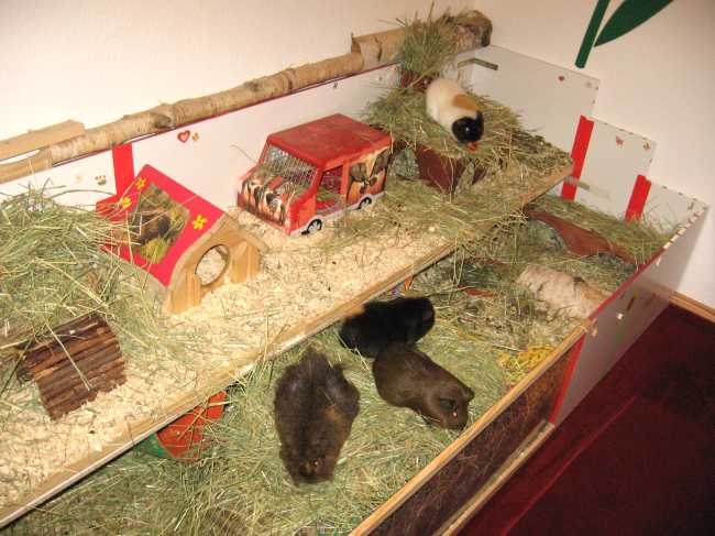 Meerschweinchengehege