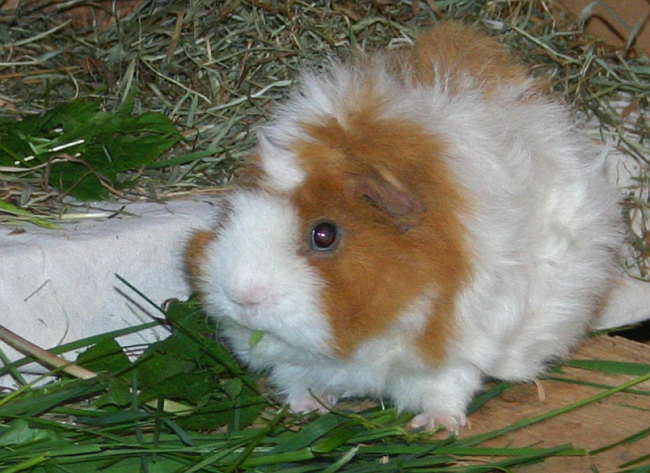 Grasfressen