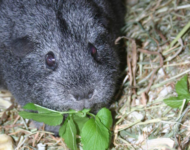 Grasfressen