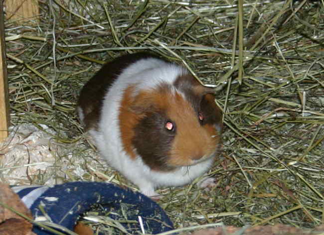 Jean