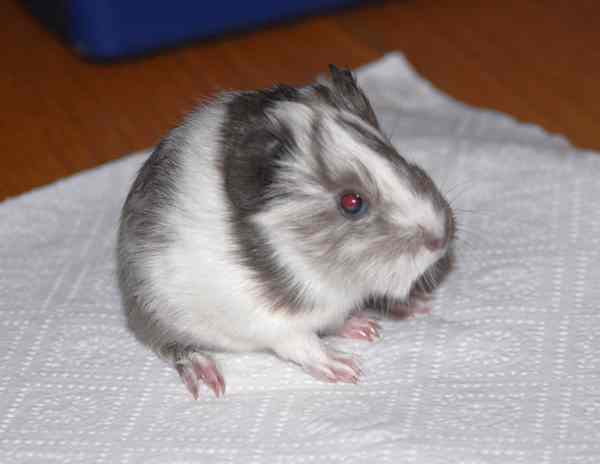 Fundmeerschweinchen