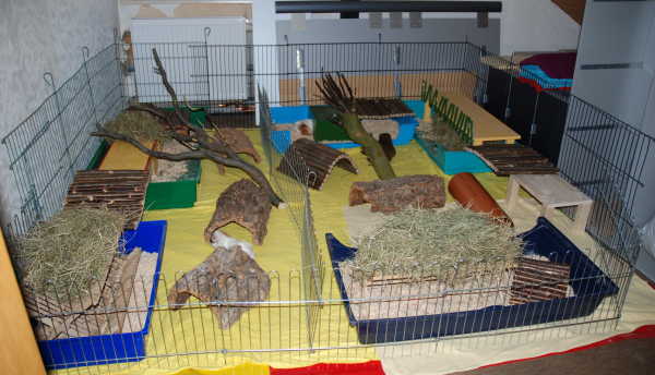 Meerschweinchengehege