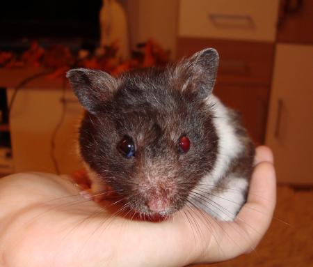 Max