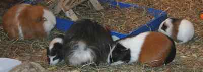 Meerschweinchenbabys