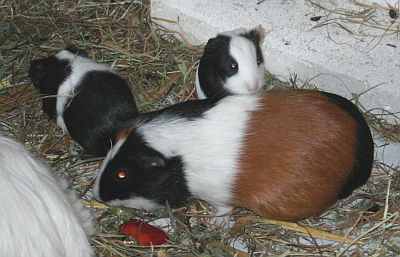 Meerschweinchenbabys