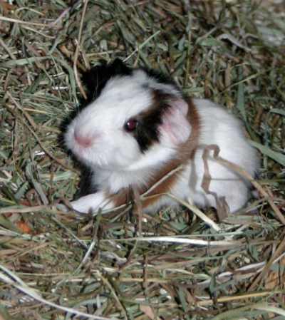 Meerschweinchenbabys