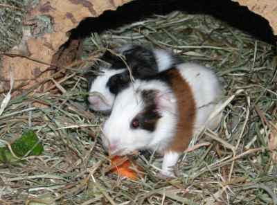 Meerschweinchenbabys