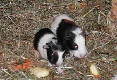 Meerschweinchenbabys