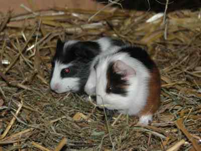 Meerschweinchenbabys