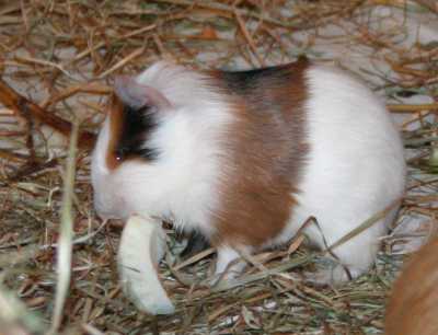 Meerschweinchenbabys