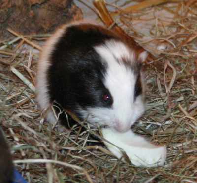 Meerschweinchenbabys