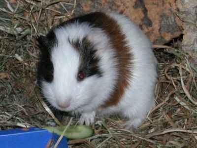 Meerschweinchenbabys