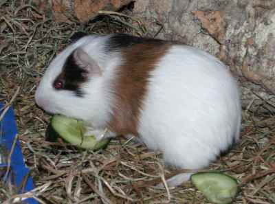 Meerschweinchenbabys