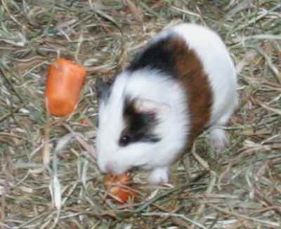 Meerschweinchenbabys