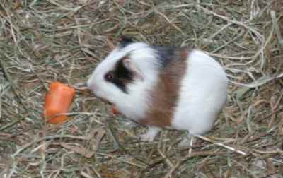Meerschweinchenbabys