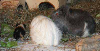 Meerschweinchenbabys
