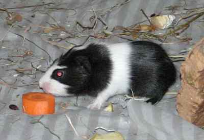 Meerschweinchenbabys