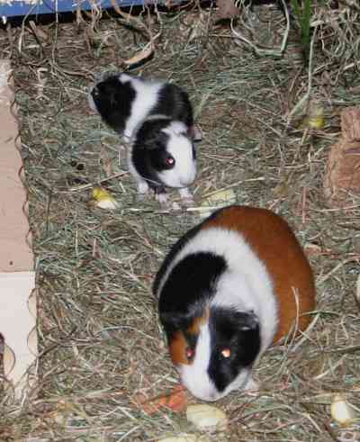 Meerschweinchenbabys