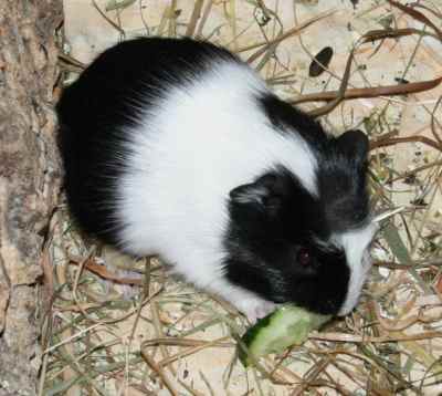 Meerschweinchenbabys
