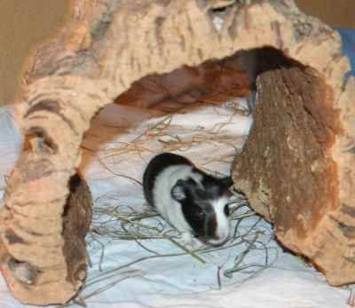 Meerschweinchenbabys