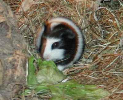 Meerschweinchenbabys