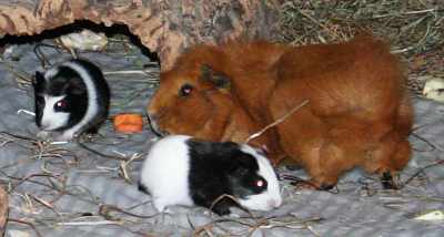 Meerschweinchenbabys