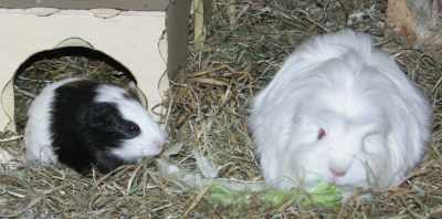 Meerschweinchenbabys