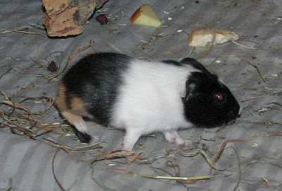 Meerschweinchenbabys