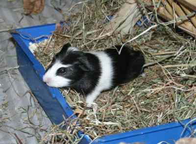 Meerschweinchenbabys