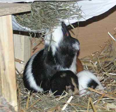 Meerschweinchenbabys