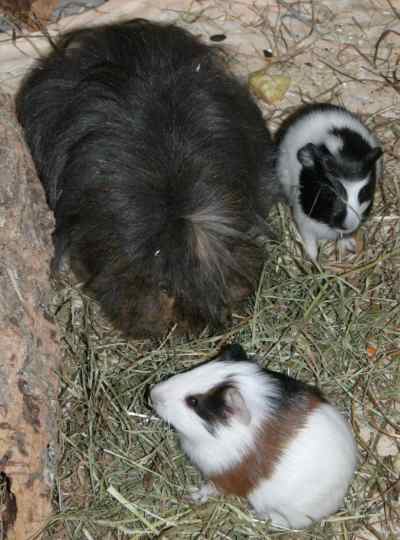 Meerschweinchenbabys