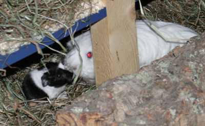 Meerschweinchenbabys