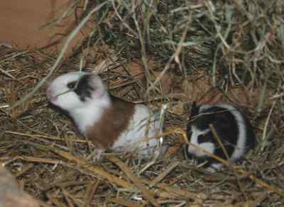 Meerschweinchenbabys
