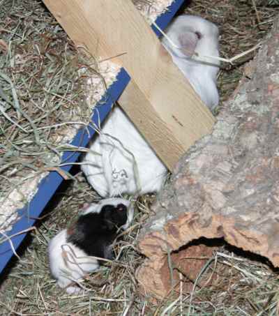 Meerschweinchenbabys