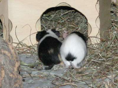 Meerschweinchenbabys