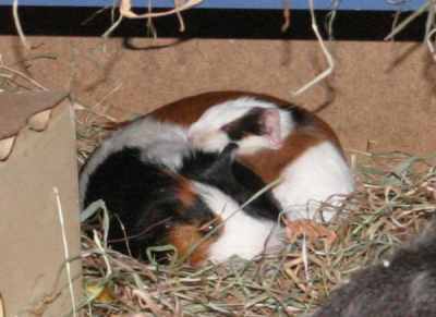 Meerschweinchenbabys