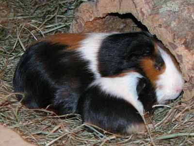 Meerschweinchenbabys