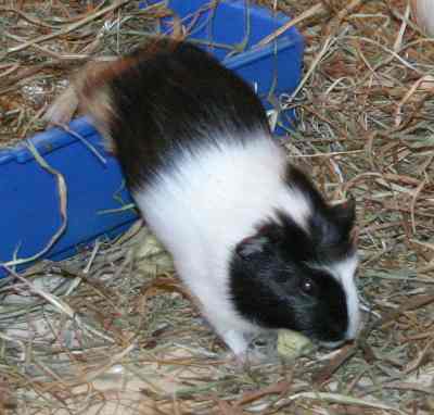 Meerschweinchenbabys