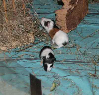 Meerschweinchenbabys