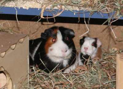 Meerschweinchenbabys