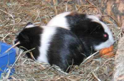 Meerschweinchenbabys
