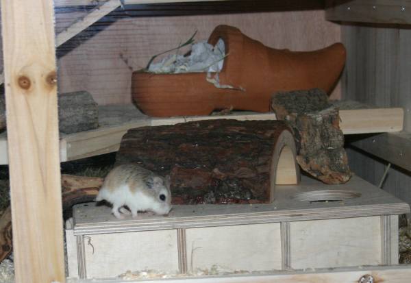 Roborowski Zwerghamster
