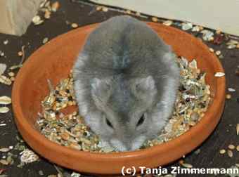 Hamster im Napf
