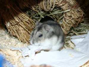 Hamster