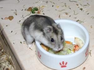Hamster