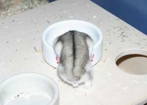Hamster