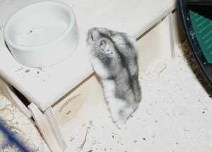 Hamster